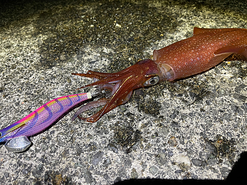 ケンサキイカの釣果