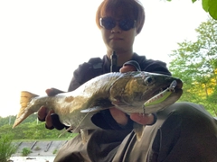 アメマスの釣果