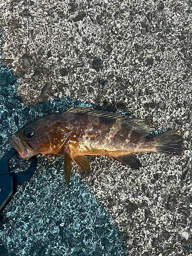 アコウの釣果