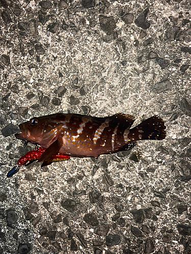 アコウの釣果