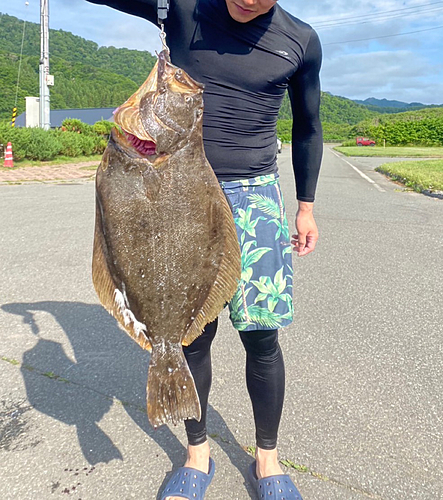 ヒラメの釣果