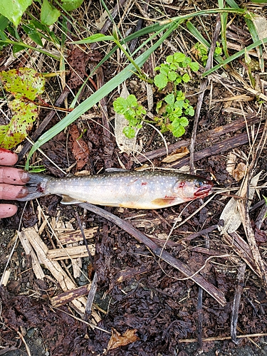 イワナの釣果