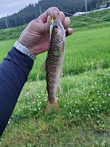 イワナの釣果