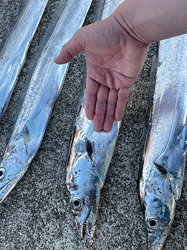 タチウオの釣果