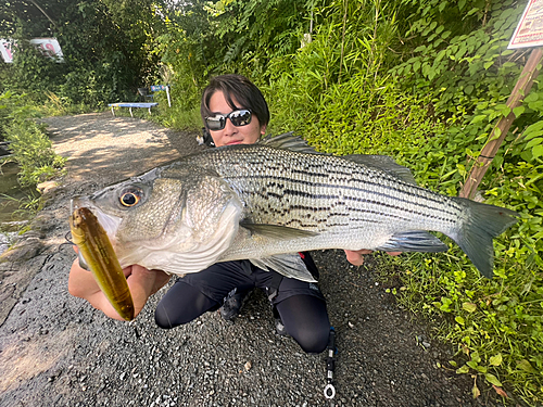 ストライパーの釣果