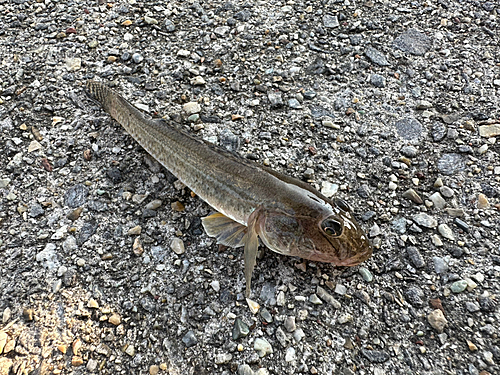 ハゼの釣果