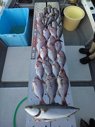 マダイの釣果