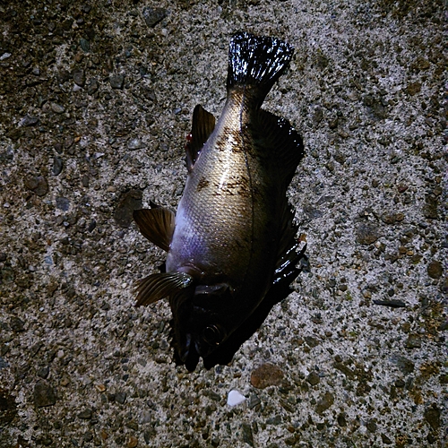 クロメバルの釣果