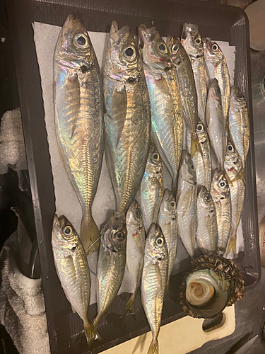 サバの釣果