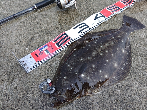 ヒラメの釣果