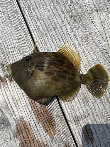 カワハギの釣果