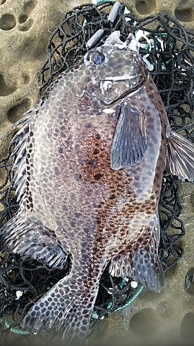 イシガキダイの釣果