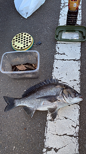 チヌの釣果