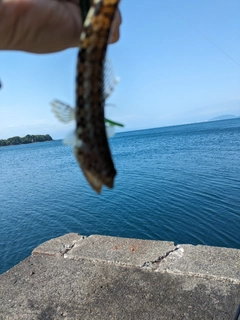 エソの釣果