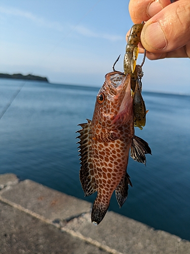 オオモンハタの釣果