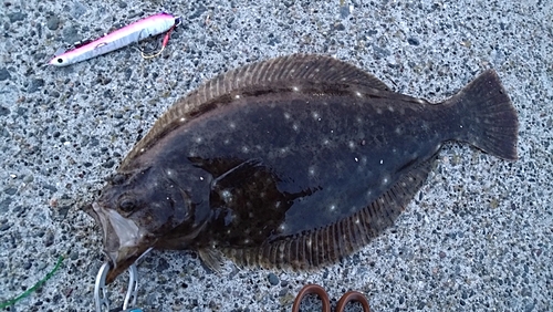 ヒラメの釣果