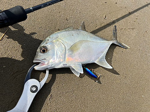 メッキの釣果