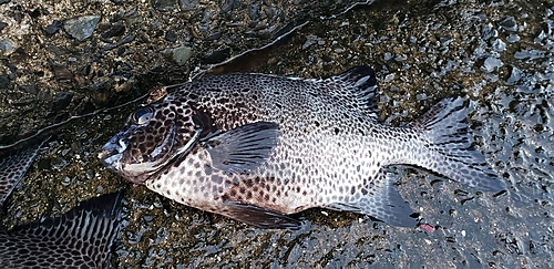 イシガキダイの釣果