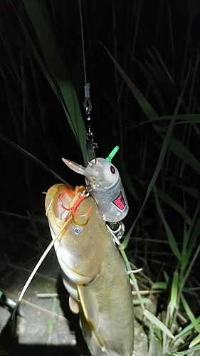 マナマズの釣果