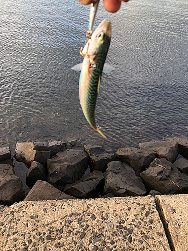 サバの釣果