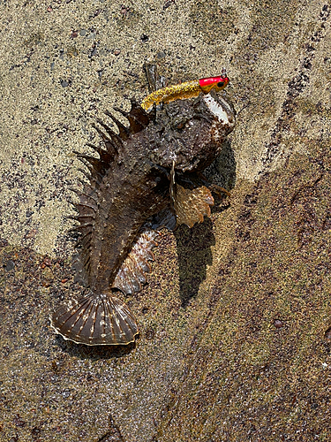 オニオコゼの釣果