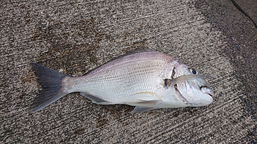 ヘダイの釣果