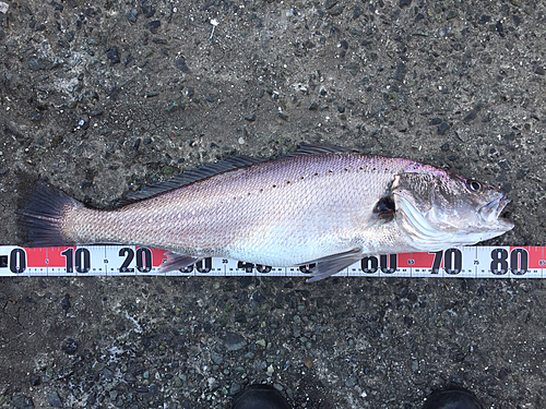 オオニベの釣果