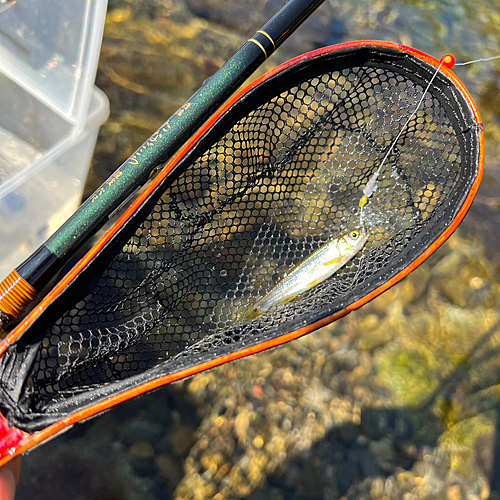 カワムツの釣果