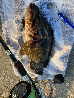 タケノコメバルの釣果