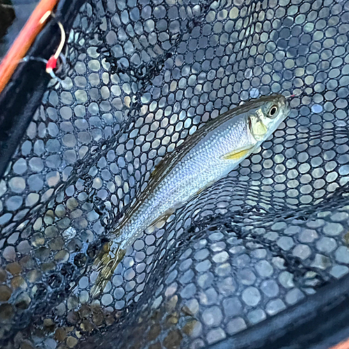 カワムツの釣果