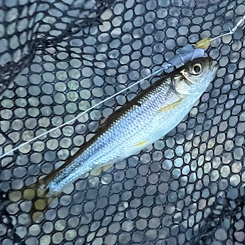 カワムツの釣果