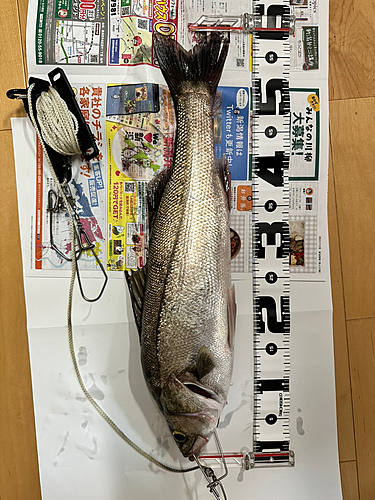 スズキの釣果