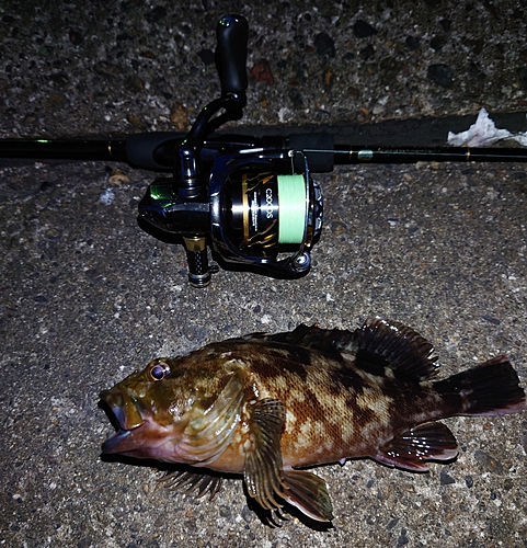 カサゴの釣果