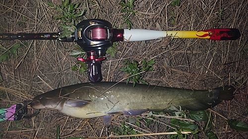 ナマズの釣果