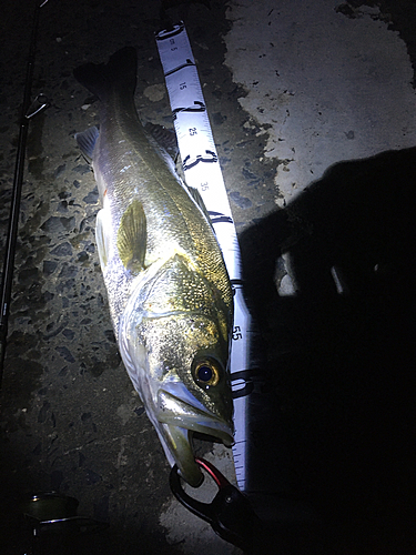 スズキの釣果