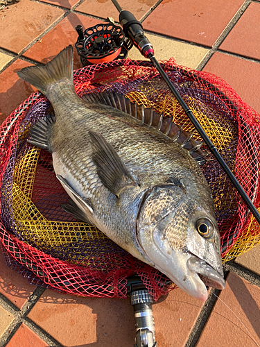 クロダイの釣果