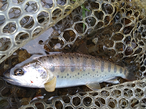 ヤマメの釣果