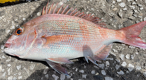 タイの釣果