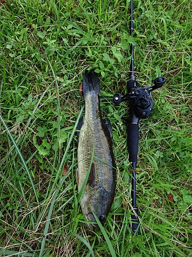 ブラックバスの釣果