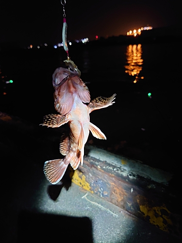 カサゴの釣果