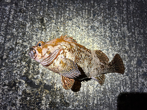 カサゴの釣果