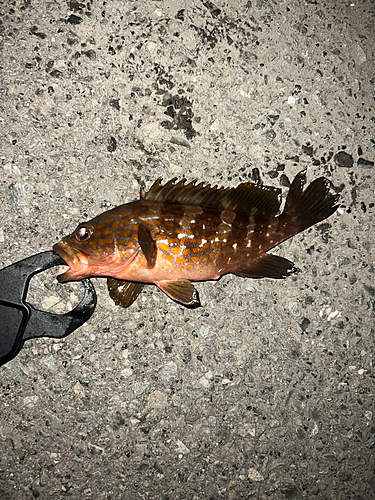 アコウの釣果