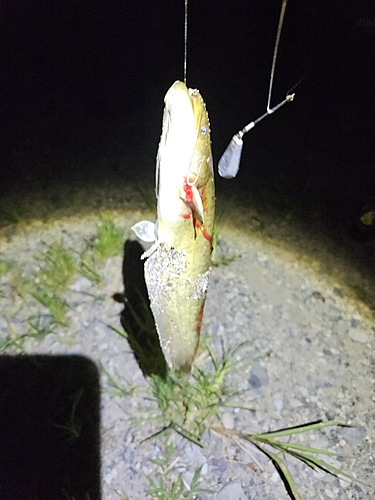 ナマズの釣果