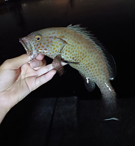 オオモンハタの釣果