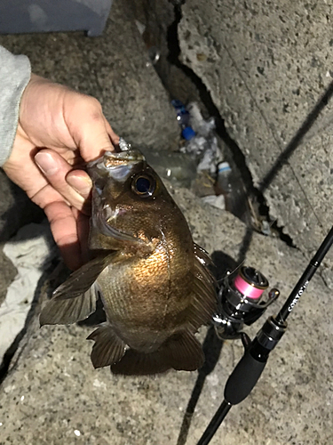 シロメバルの釣果