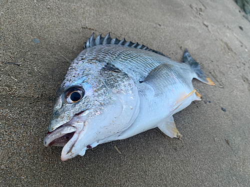 キビレの釣果