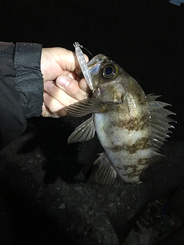 シロメバルの釣果