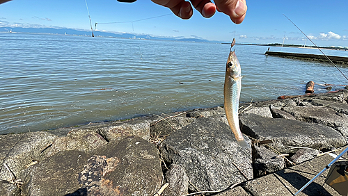 キスの釣果