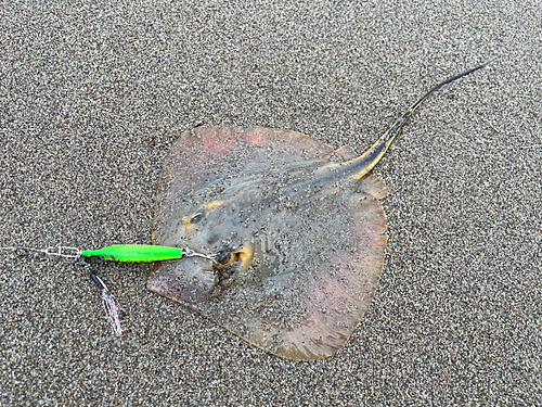 アカエイの釣果