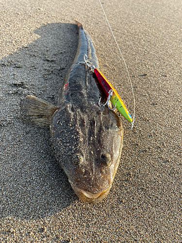 マゴチの釣果